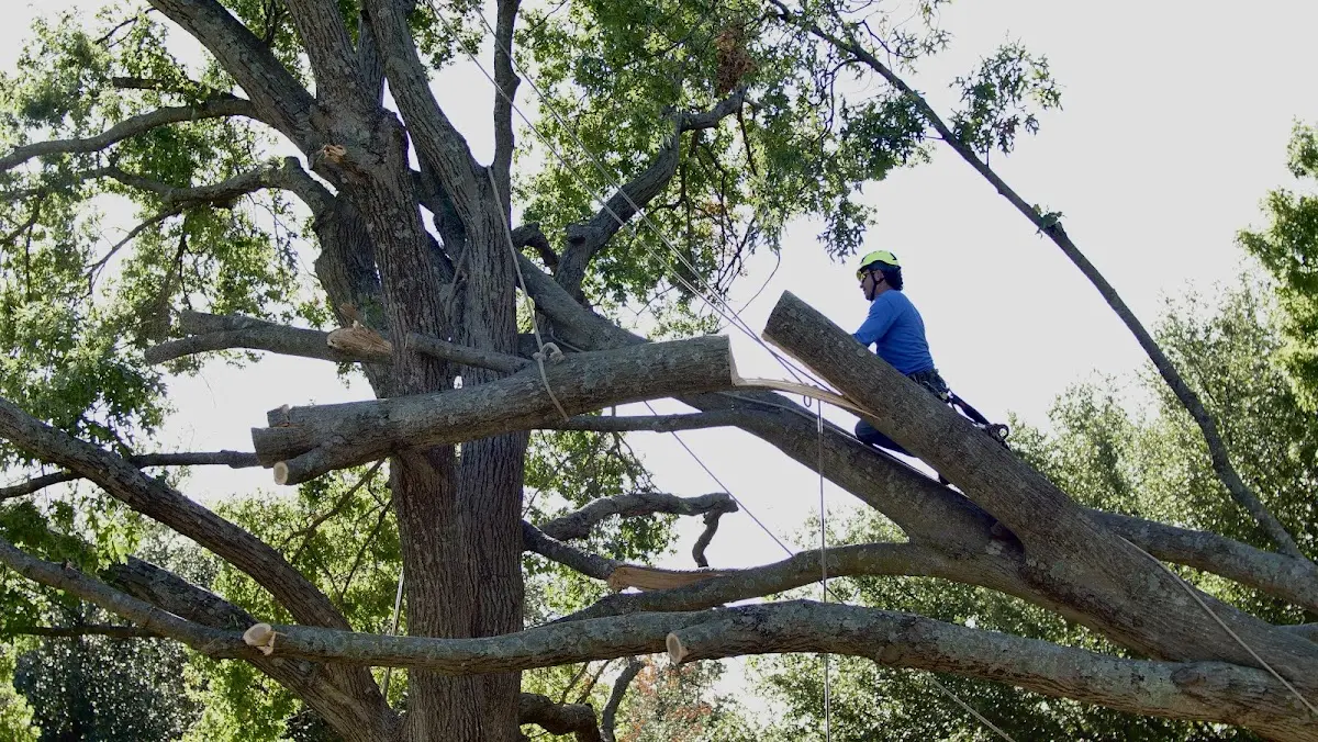 Professional Crown Thinning performed by certified arborists in Gorham
